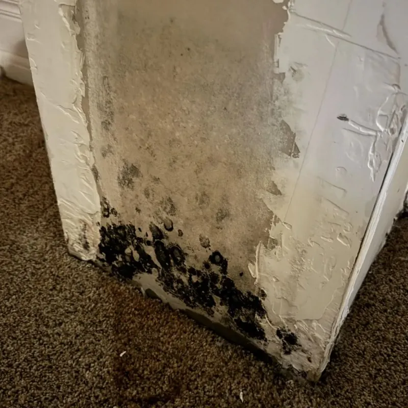 Professional Mold Removal in Bennington, NE